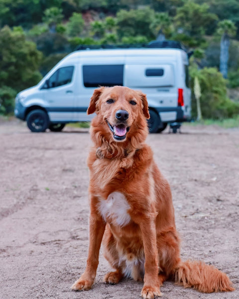 Pet-Friendly Camping Tips for a Pawsome Kiwi Summer